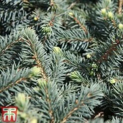 Picea Pungens 'Waldbrunn'