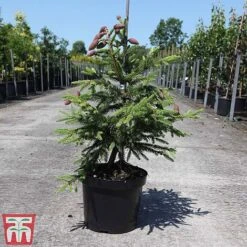 Picea Abies 'Acrocona' -NAOMI Plant Shop PICE TKA3320 A