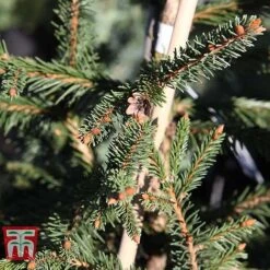 Picea Abies 'Acrocona' -NAOMI Plant Shop PICE TKA3320 E