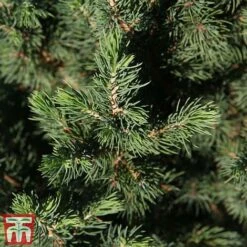 Picea Glauca 'Conica December'