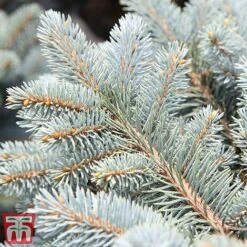 Picea Pungens (Glauca Group) 'Globosa' -NAOMI Plant Shop PICE TKA3328 C