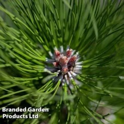Picea Sitchensis 'Nana'