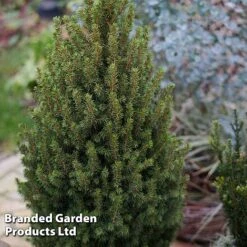 Picea Glauca 'Perfecta' -NAOMI Plant Shop PICE PERFECTA S25076