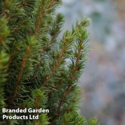 Picea Glauca 'Perfecta' -NAOMI Plant Shop PICE PERFECTA S25077