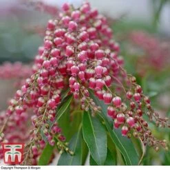 Pieris Japonica 'Passion' -NAOMI Plant Shop PIER T58041 C