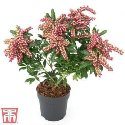 Pieris Japonica 'Passion' -NAOMI Plant Shop PIER T58041 E