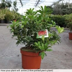 Pieris Japonica 'Mountain Fire' -NAOMI Plant Shop PIER T74278 A h