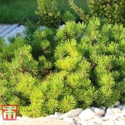 Pinus Mugo 'Pumilio Group' -NAOMI Plant Shop PINU T58029 B