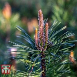 Pinus Mugo 'Pumilio Group' -NAOMI Plant Shop PINU T58029 C