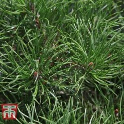 Pinus Mugo 'Pumilio Group' -NAOMI Plant Shop PINU T58029 D