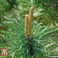 Pinus Mugo 'Pumilio Group' -NAOMI Plant Shop PINU T58029 F