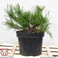 Pinus Mugo 'Pumilio Group' -NAOMI Plant Shop PINU T58029 H