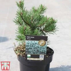 Pinus Mugo 'Mops' -NAOMI Plant Shop PINU TKA3342 A