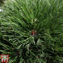 Pinus Mugo 'Varella' -NAOMI Plant Shop PINU TKA3344 B