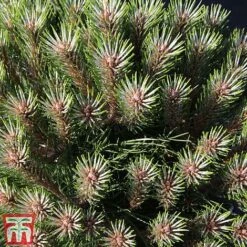 Pinus Nigra 'Marie Bregéon' (Standard) -NAOMI Plant Shop PINU TKA3348 A