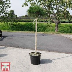 Pinus Nigra 'Marie Bregéon' (Standard) -NAOMI Plant Shop PINU TKA3348 D