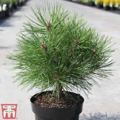 Pinus Nigra 'Pierrick Bregéon' -NAOMI Plant Shop PINU TKA3354 B