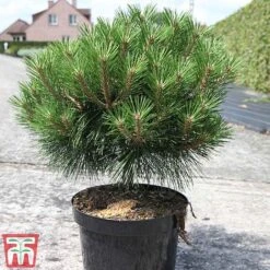 Pinus Nigra 'Pierrick Bregéon' -NAOMI Plant Shop PINU TKA3354 C