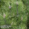 Pinus Heldreichii 'Compact Gem'