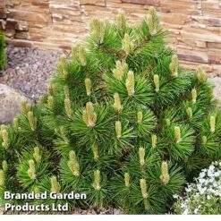 Pinus Mugo Subsp. Uncinata 'Heideperle'