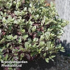 Pittosporum Tenuifolium 'Bannow Bay' -NAOMI Plant Shop PITT BANNOWBAY S51057