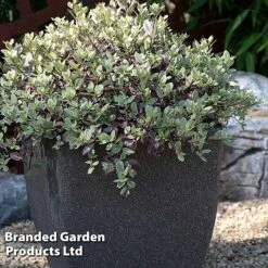 Pittosporum Tenuifolium 'Bannow Bay' -NAOMI Plant Shop PITT BANNOWBAY S51058