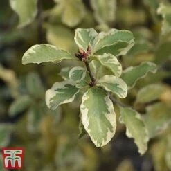 Pittosporum Tenuifolium 'Variegatum' -NAOMI Plant Shop PITT VARIEGATU W34587 TM