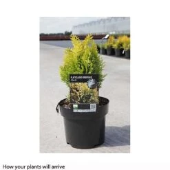 Thuja Orientalis 'Fleck' -NAOMI Plant Shop PLAT T66397 B h