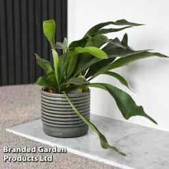 Platycerium Bifurcatum