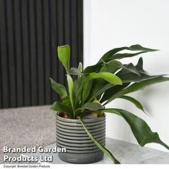 Nurseryman's Choice Indoor Fern Mix -NAOMI Plant Shop PLAT BIFURCATU T44750