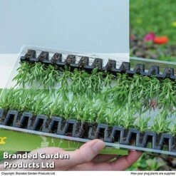 Summer Plant & Seed Bundle -NAOMI Plant Shop PLUG PACK12STR T15566