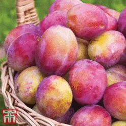 Favourite Fruit Tree Collection -NAOMI Plant Shop PLUM KA7999 C