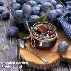 Plum 'Black Amber' (Mini Fruit Tree) -NAOMI Plant Shop PLUM T10632 D