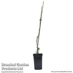 Plum 'Black Amber' (Mini Fruit Tree) -NAOMI Plant Shop PLUM T10632 E