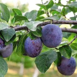 Plum 'Black Amber' (Mini Fruit Tree) -NAOMI Plant Shop PLUM T10632 NOW1