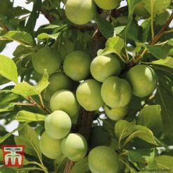 Plum Duo Patio Fruit Trees -NAOMI Plant Shop PLUM WKB1986TM B