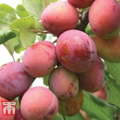 Plum Duo Patio Fruit Trees -NAOMI Plant Shop PLUM WKB1986TM C