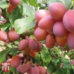 Plum Duo Patio Fruit Trees -NAOMI Plant Shop PLUM WKB1986TM D