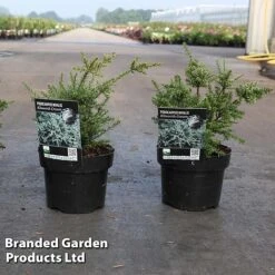 Podocarpus Nivalis 'Kilworth Cream'