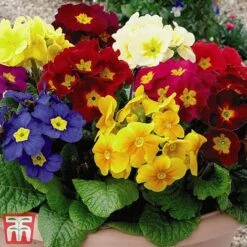 Polyanthus Eliator 'Crescendo&reg; Mixed' F1 Hybrid -NAOMI Plant Shop POLY P6186 B