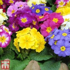 Polyanthus Eliator 'Crescendo&reg; Mixed' F1 Hybrid -NAOMI Plant Shop POLY P6186 D