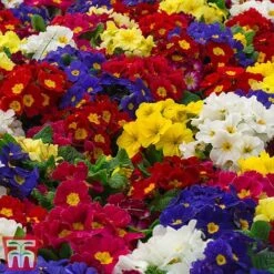 Polyanthus Eliator 'Crescendo&reg; Mixed' F1 Hybrid -NAOMI Plant Shop POLY P6186 E