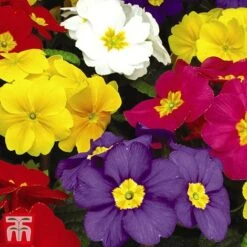 Polyanthus Eliator 'Crescendo&reg; Mixed' F1 Hybrid -NAOMI Plant Shop POLY P6186 F