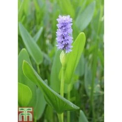 Pontederia Cordata (Marginal Aquatic)