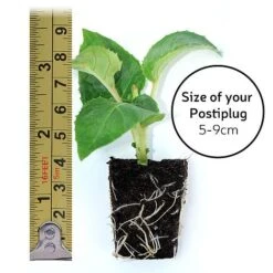 Petunia 'Frills & Spills&trade; Cherry Ripple' -NAOMI Plant Shop POSTIPLUG SIZE7