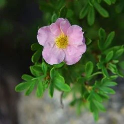 Potentilla Fruticosa 'Pink Paradise' -NAOMI Plant Shop POTE T58122 C