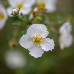 Potentilla Fruticosa 'Abbotswood' -NAOMI Plant Shop POTE T58484 C