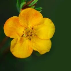 Potentilla Fruticosa 'Mango Tango' -NAOMI Plant Shop POTE T62076 B