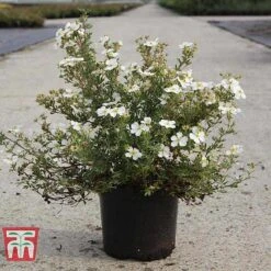 Potentilla Fruticosa 'White Lady' -NAOMI Plant Shop POTE T62078 B