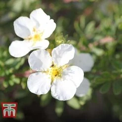 Potentilla Fruticosa 'White Lady' -NAOMI Plant Shop POTE T62078 D